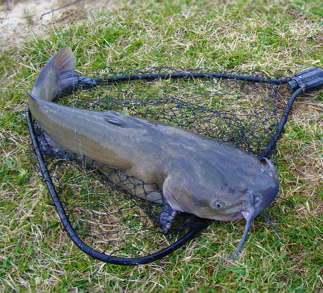 catfish-1581045_640