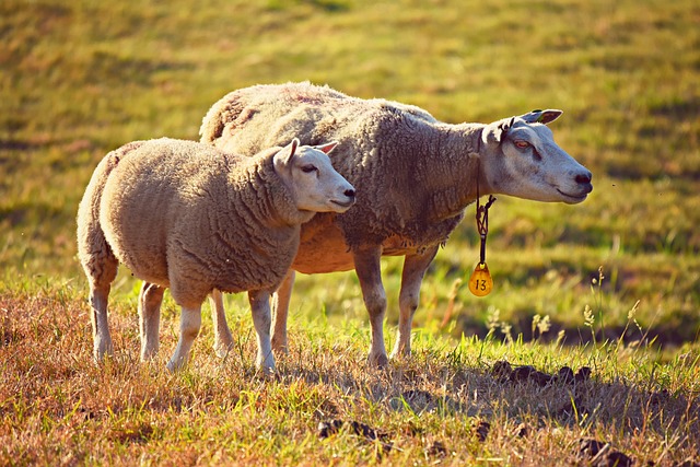 sheeps-3562868_640