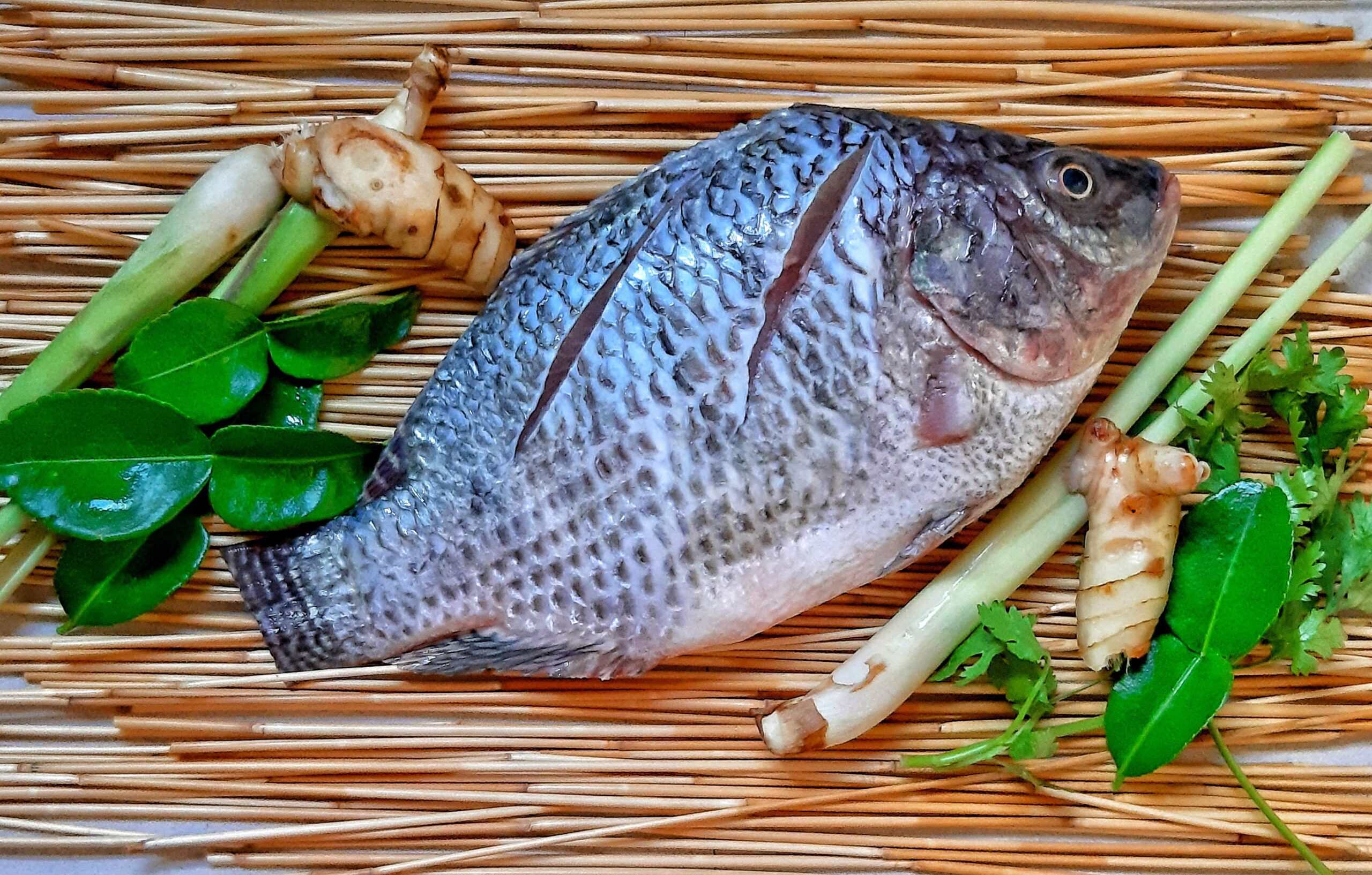 tilapia-5108235